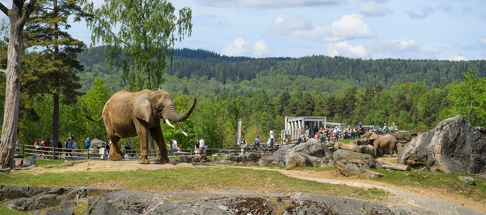 Elefanter på Borås Djurpark