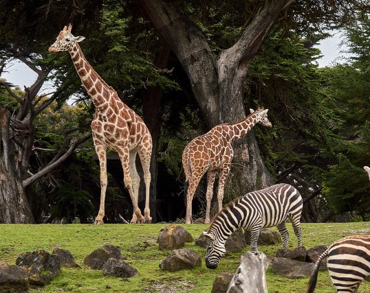 Giraffer och zebror på Borås Djurpark